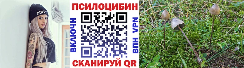дарнет шоп  Кострома  Галлюциногенные грибы Psilocybine cubensis 